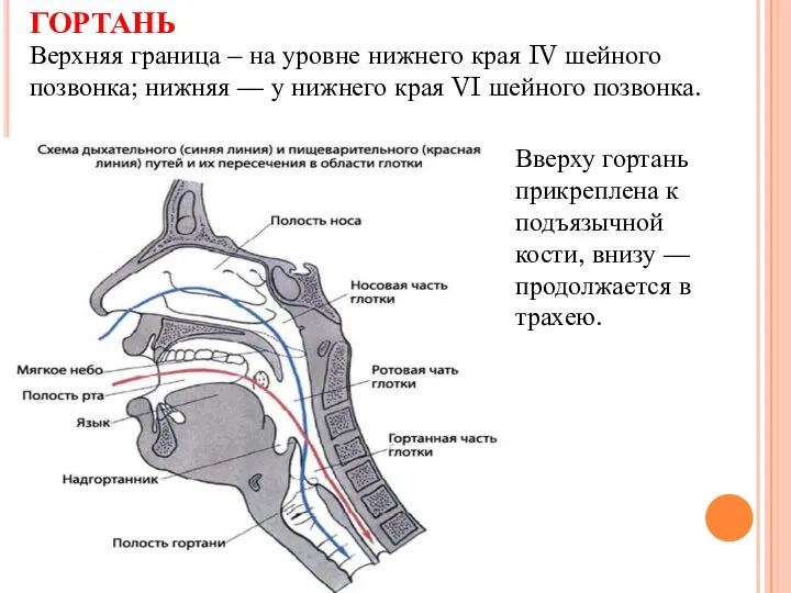 ГОРТАНЬ Верхняя граница – на уровне нижнего края IV шейного позвонка; нижняя