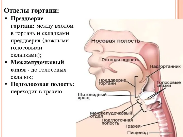 Отделы гортани: Преддверие гортани: между вхо­дом в гортань и складками преддверия (ложными