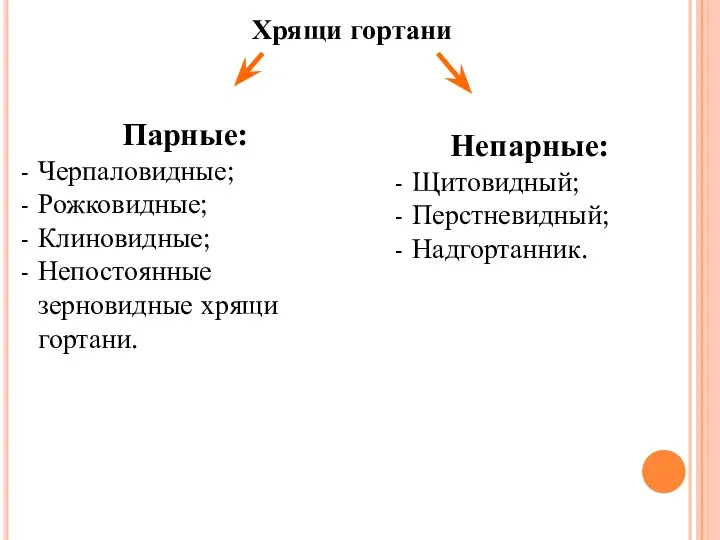 Хрящи гортани Непарные: Щитовидный; Перстневидный; Надгортанник. Парные: Черпаловидные; Рожковидные; Клиновидные; Непостоянные зерновидные хрящи гортани.