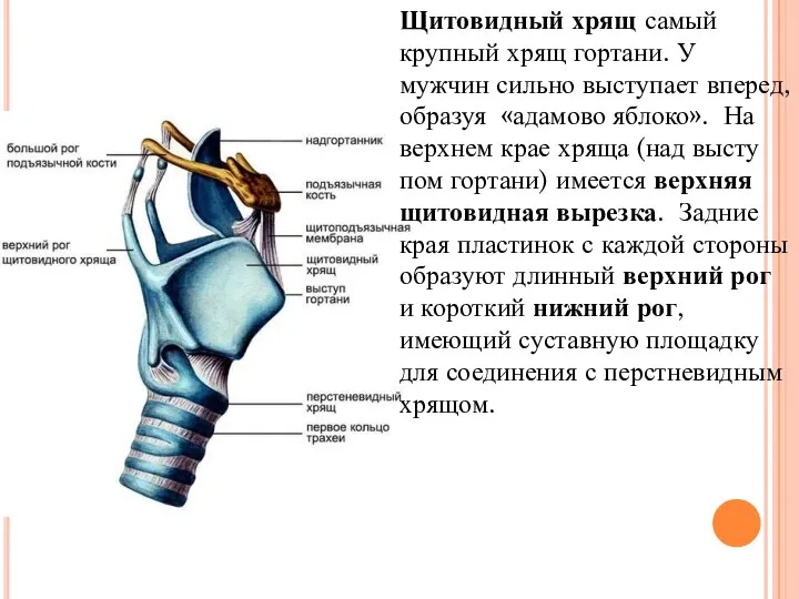 Щитовидный хрящ самый крупный хрящ гортани. У мужчин сильно выступает вперед, образуя