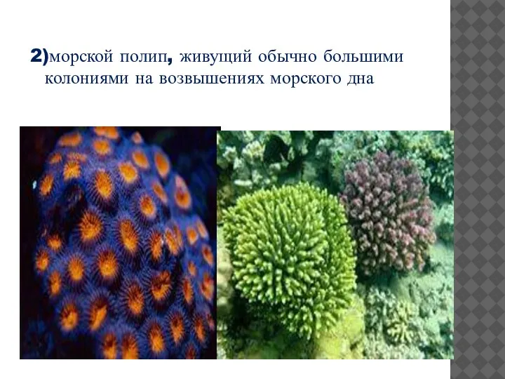 2)морской полип, живущий обычно большими колониями на возвышениях морского дна