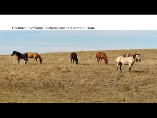 Степные пастбища располагаются в степной зоне.