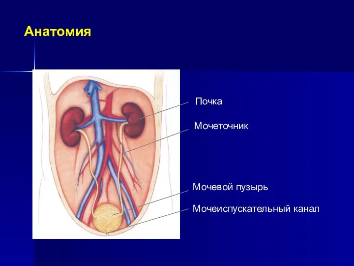 Анатомия Почка Мочеиспускательный канал Мочевой пузырь Мочеточник