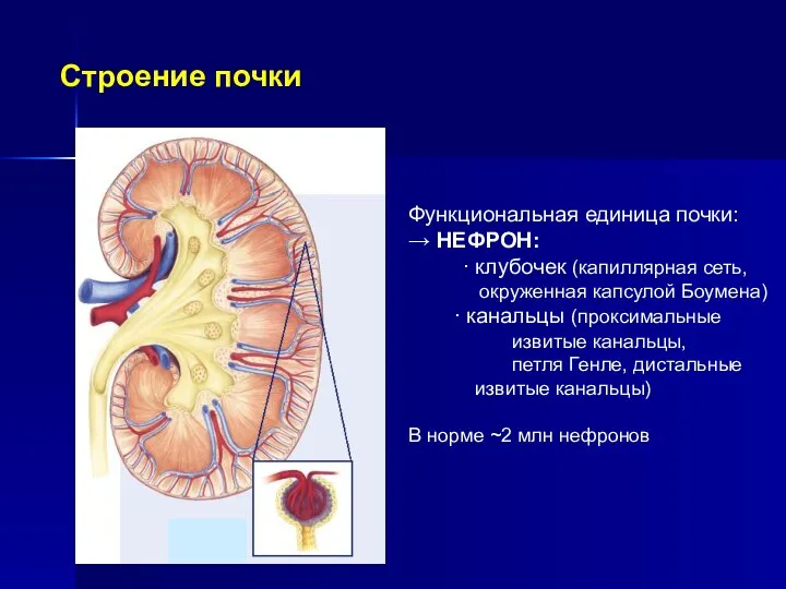 Строение почки Функциональная единица почки: → НЕФРОН: ∙ клубочек (капиллярная сеть, окруженная