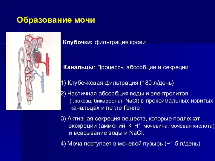 1) Клубочковая фильтрация (180 л/день) 2) Частичная абсорбция воды и электролитов (глюкоза,