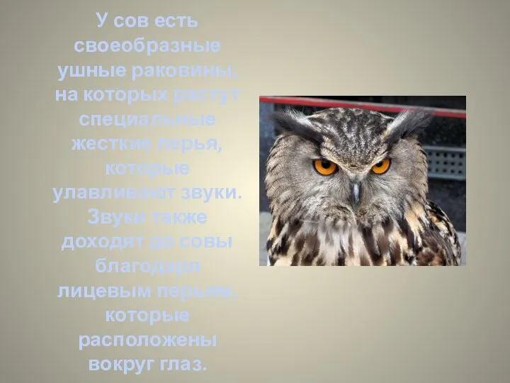 У сов есть своеобразные ушные раковины, на которых растут специальные жесткие перья,