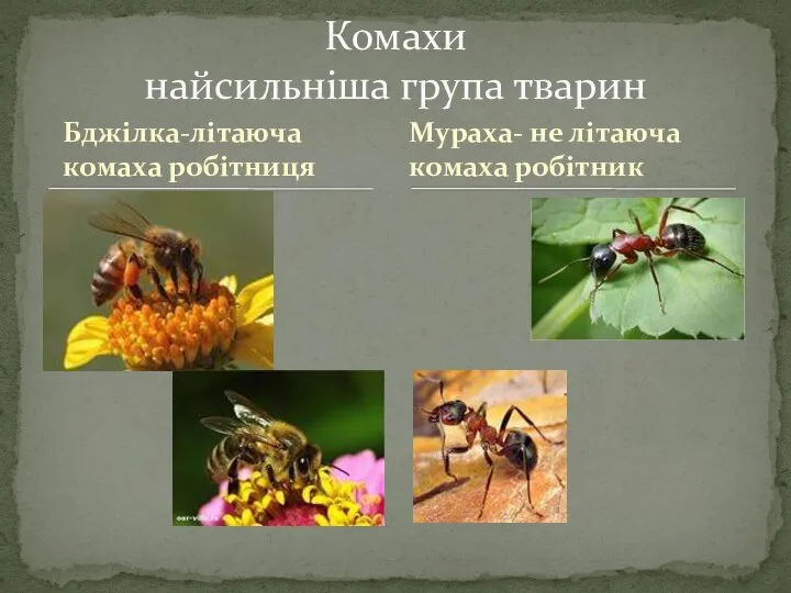 Бджілка-літаюча комаха робітниця Комахи найсильніша група тварин Мураха- не літаюча комаха робітник