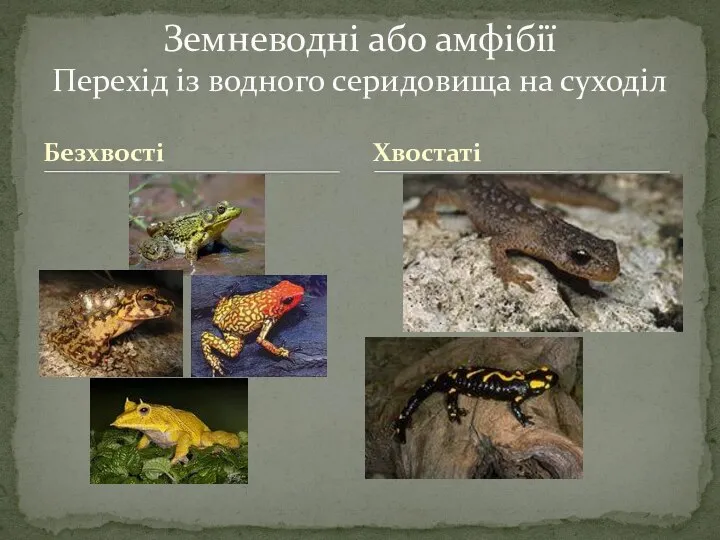 Безхвості Земневодні або амфібії Перехід із водного серидовища на суходіл Хвостаті