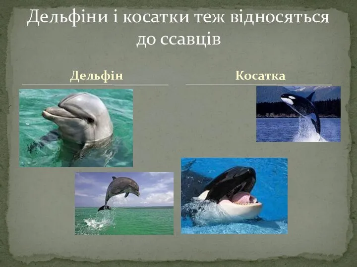 Дельфін Дельфіни і косатки теж відносяться до ссавців Косатка