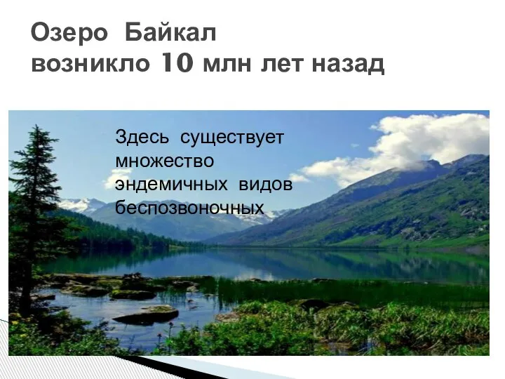 Озеро Байкал возникло 10 млн лет назад Здесь существует множество эндемичных видов беспозвоночных