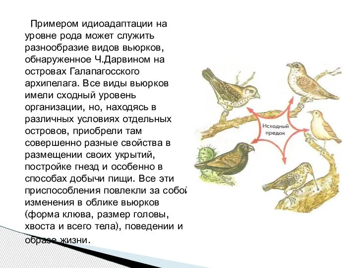 Примером идиоадаптации на уровне рода может служить разнообразие видов вьюрков, обнаруженное Ч.Дарвином