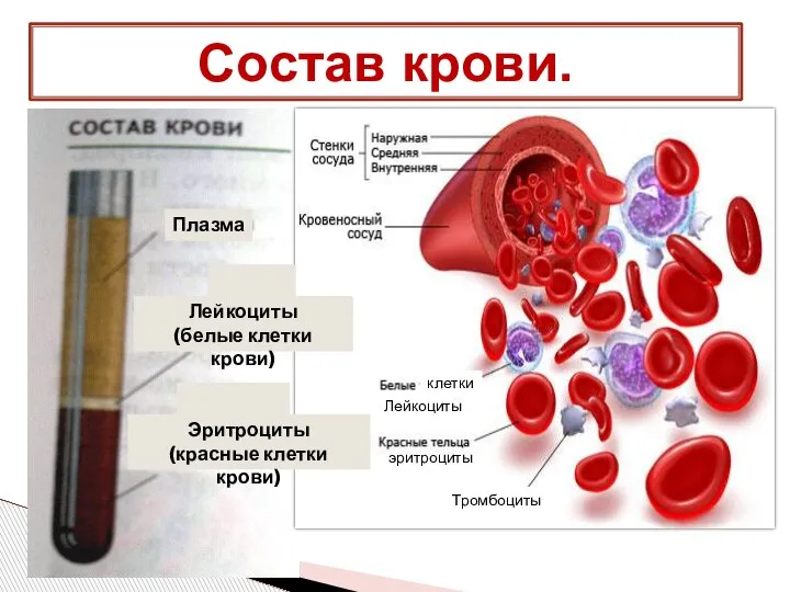 Состав крови. клетки эритроциты Тромбоциты Лейкоциты Плазма Лейкоциты (белые клетки крови) Эритроциты (красные клетки крови)
