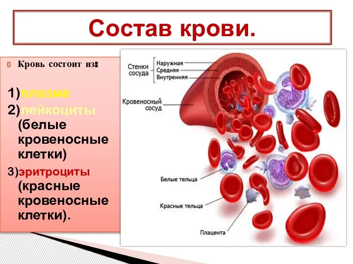 Кровь состоит из: 1)плазма 2)лейкоциты (белые кровеносные клетки) 3)эритроциты (красные кровеносные клетки). Состав крови.