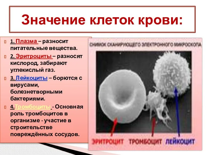 1. Плазма – разносит питательные вещества. 2. Эритроциты – разносят кислород, забирают