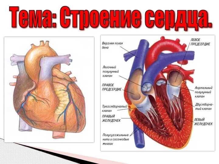 Тема: Строение сердца.