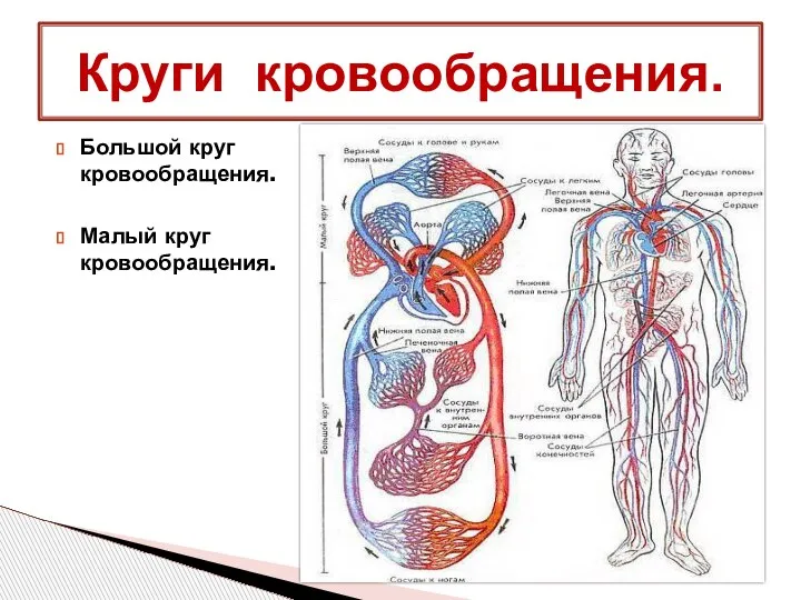 Большой круг кровообращения. Малый круг кровообращения. Круги кровообращения.