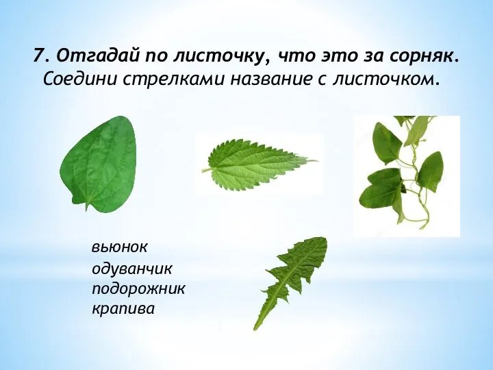 7. Отгадай по листочку, что это за сорняк. Соедини стрелками название с