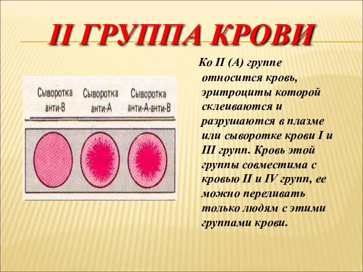 II ГРУППА КРОВИ Ко II (А) группе относится кровь, эритроциты которой склеиваются