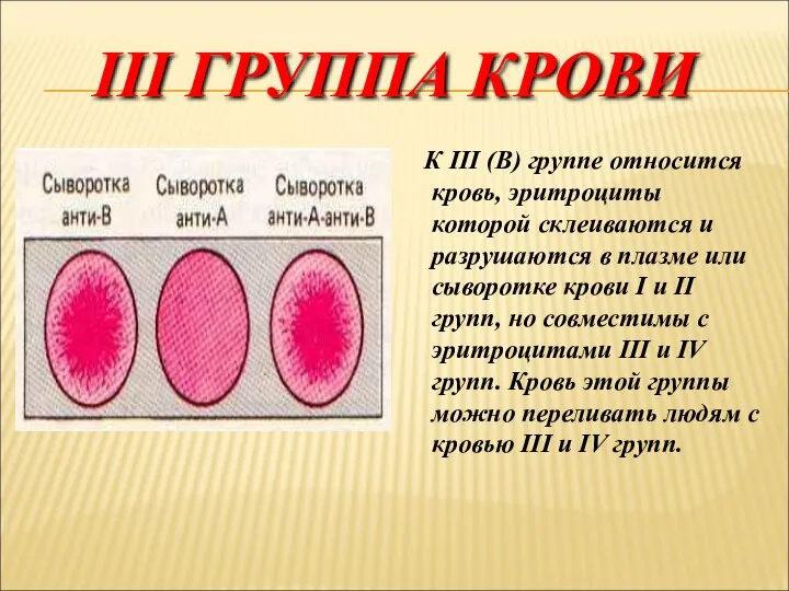 III ГРУППА КРОВИ К III (В) группе относится кровь, эритроциты которой склеиваются