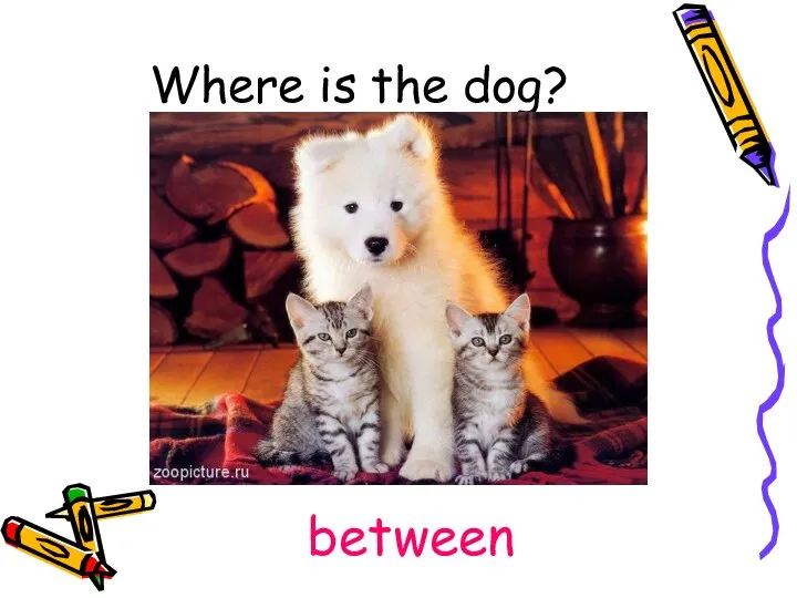 Where is the dog? between