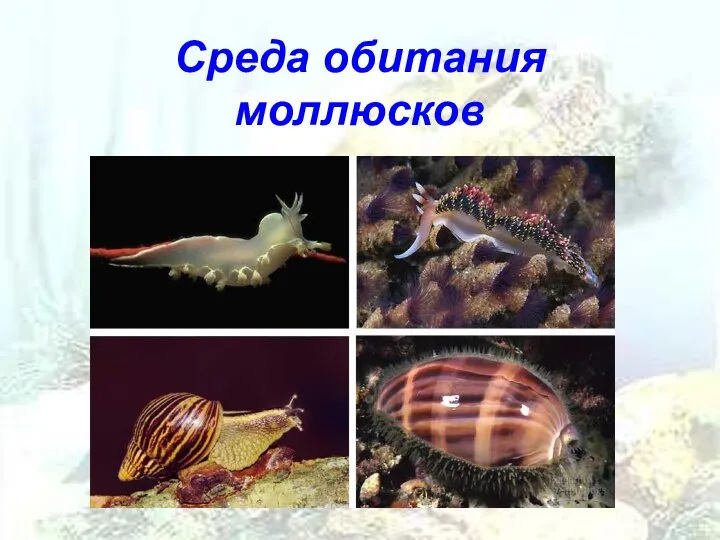 Среда обитания моллюсков