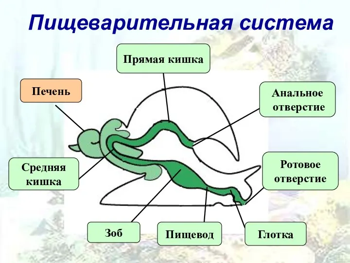 Пищеварительная система Анальное отверстие Ротовое отверстие Глотка Пищевод Зоб Средняя кишка Прямая кишка Печень