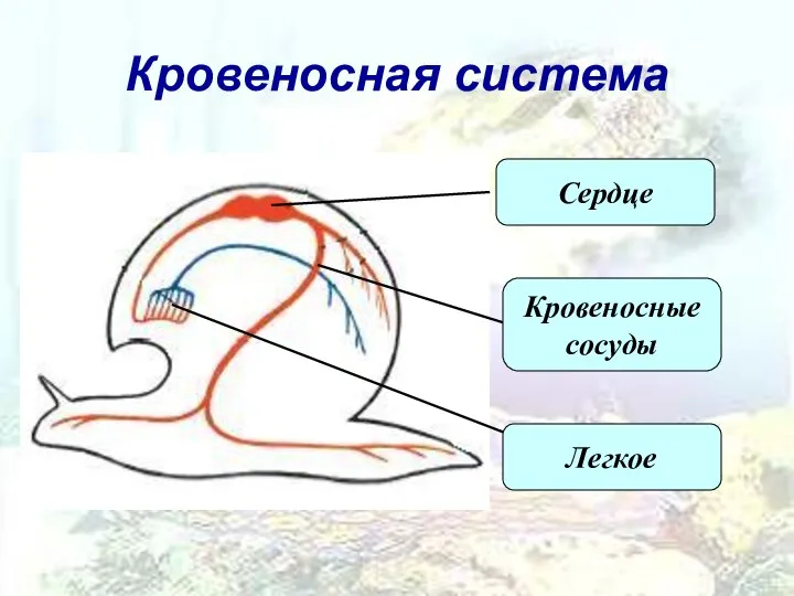 Кровеносная система Сердце Кровеносные сосуды Легкое