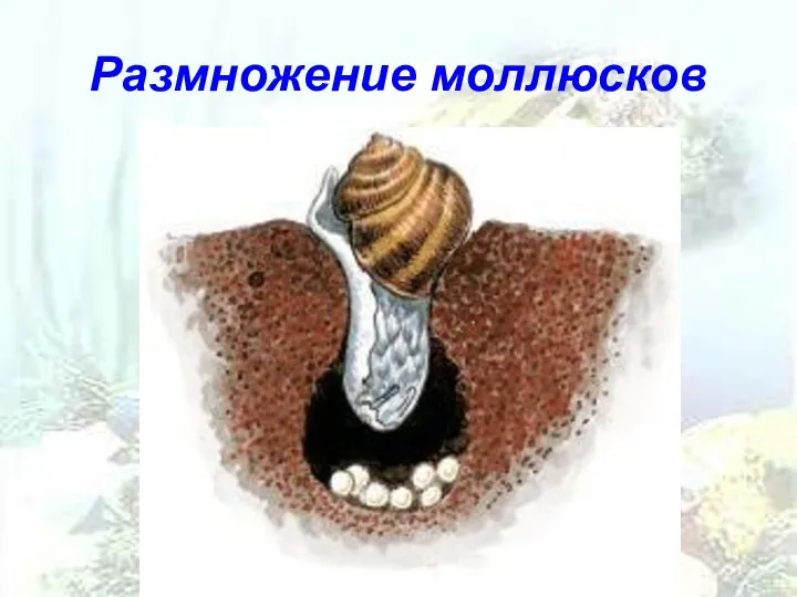 Размножение моллюсков