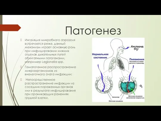 Патогенез Ингаляция микробного аэрозоля встречается реже, данный механизм играет основную роль при