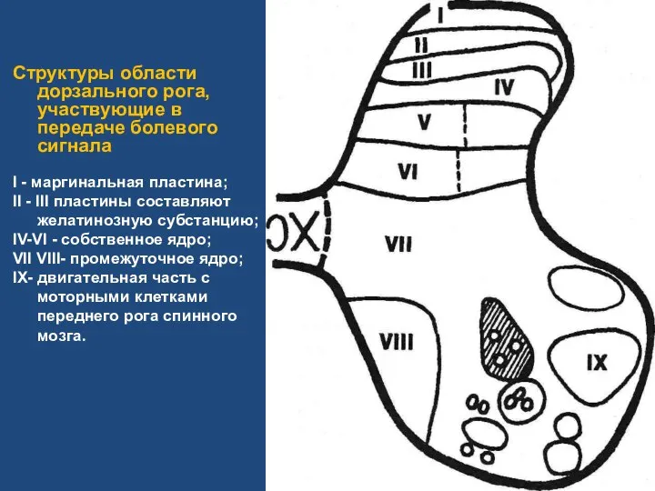 Структуры области дорзального рога, участвующие в передаче болевого сигнала I - маргинальная