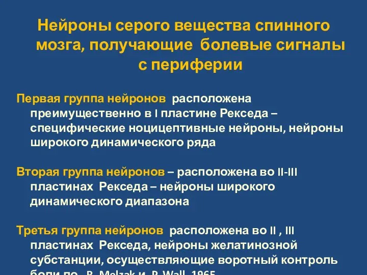 Нейроны серого вещества спинного мозга, получающие болевые сигналы с периферии Первая группа