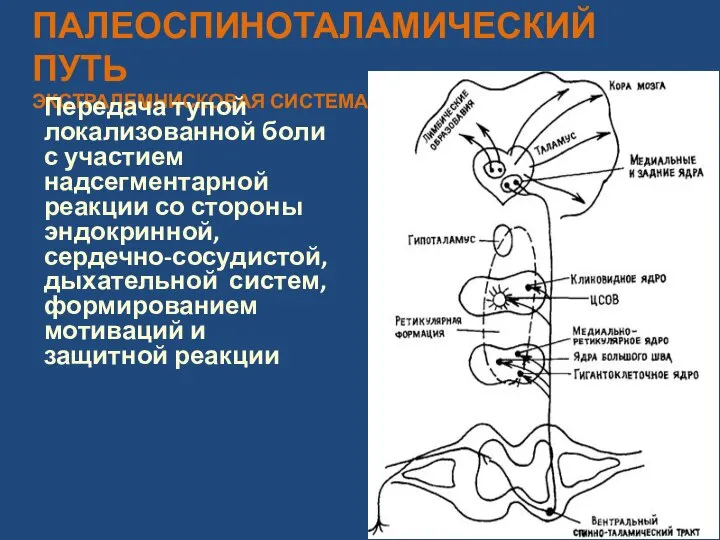 ПАЛЕОСПИНОТАЛАМИЧЕСКИЙ ПУТЬ ЭКСТРАЛЕМНИСКОВАЯ СИСТЕМА Передача тупой локализованной боли с участием надсегментарной реакции