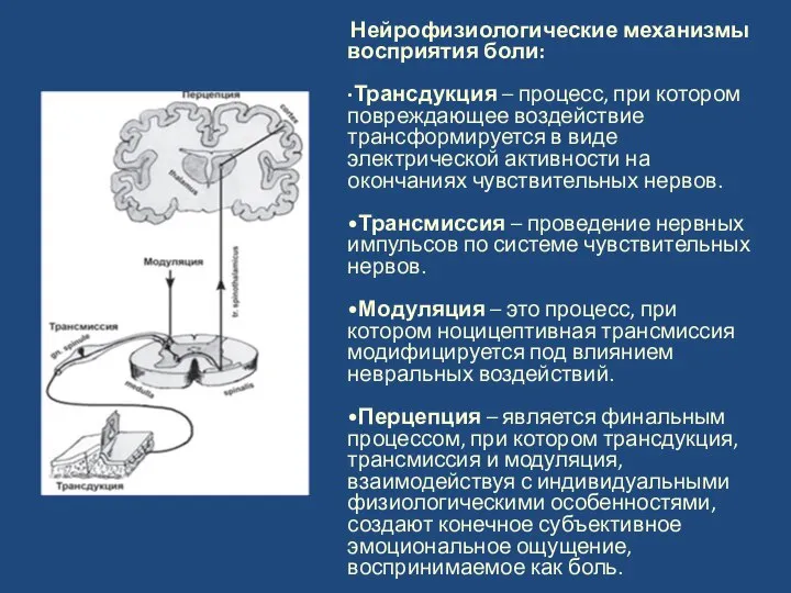 Нейрофизиологические механизмы восприятия боли: ·Трансдукция – процесс, при котором повреждающее воздействие трансформируется