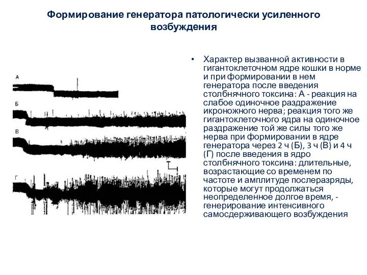 Формирование генератора патологически усиленного возбуждения Характер вызванной активности в гигантоклеточном ядре кошки