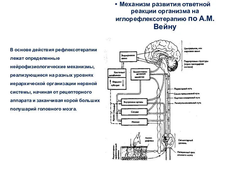 Механизм развития ответной реакции организма на иглорефлексотерапию по А.М. Вейну В основе