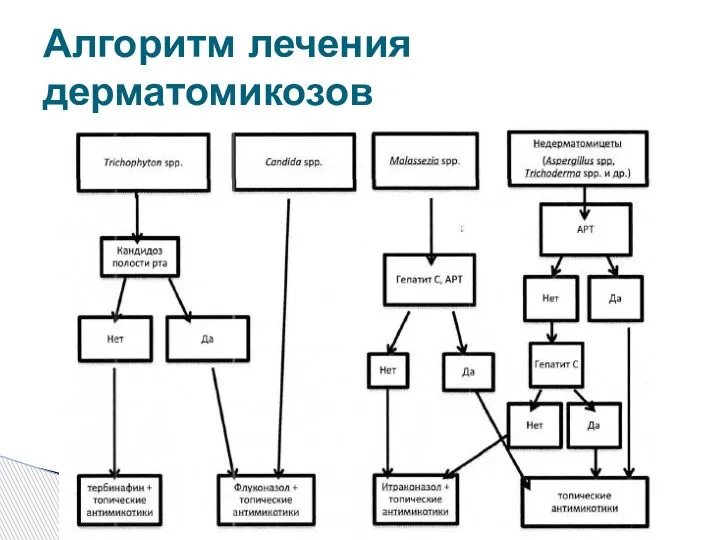 Алгоритм лечения дерматомикозов