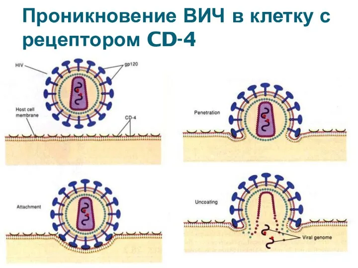 Проникновение ВИЧ в клетку с рецептором CD-4