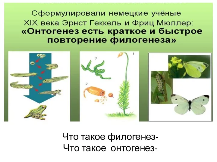 Что такое филогенез- Что такое онтогенез-
