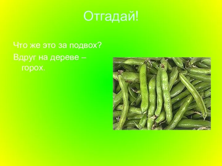 Отгадай! Что же это за подвох? Вдруг на дереве – горох.