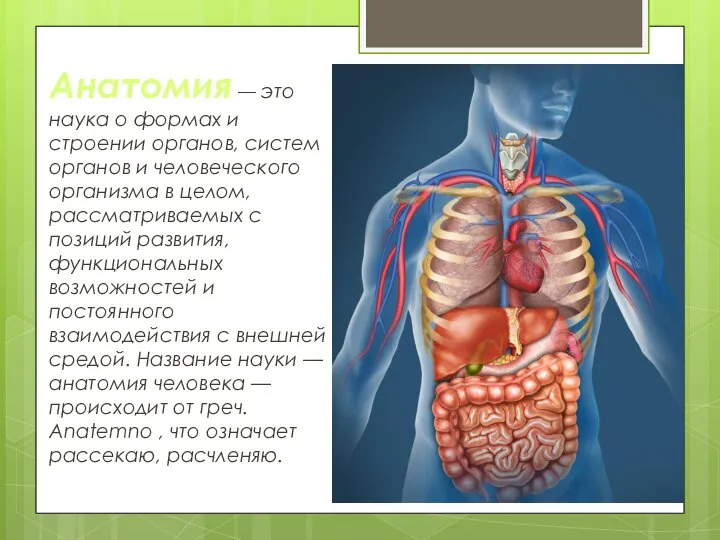Анатомия — это наука о формах и строении органов, систем органов и
