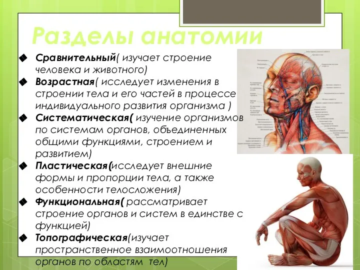 Разделы анатомии Сравнительный( изучает строение человека и животного) Возрастная( исследует изменения в