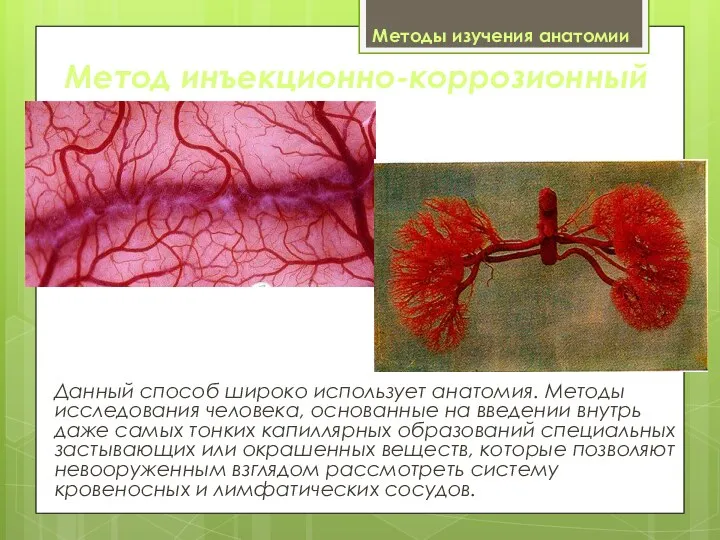Методы изучения анатомии Данный способ широко использует анатомия. Методы исследования человека, основанные