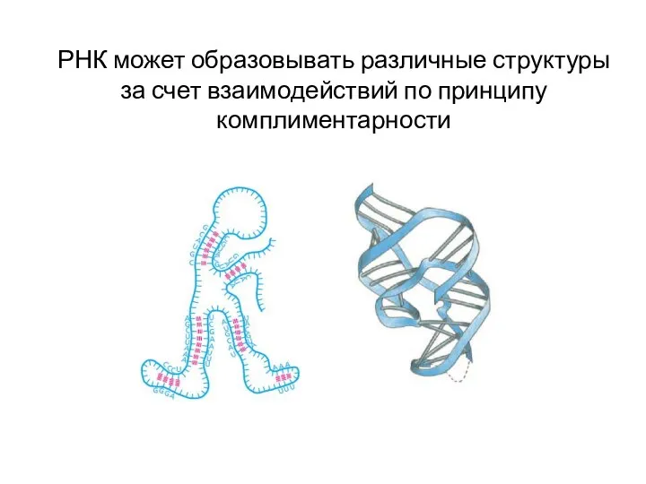 РНК может образовывать различные структуры за счет взаимодействий по принципу комплиментарности