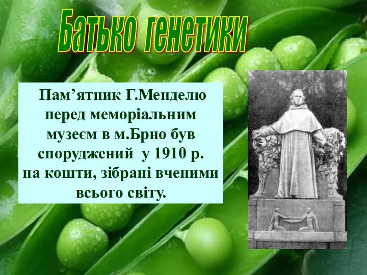 Батько генетики Пам’ятник Г.Менделю перед меморіальним музеєм в м.Брно був споруджений у