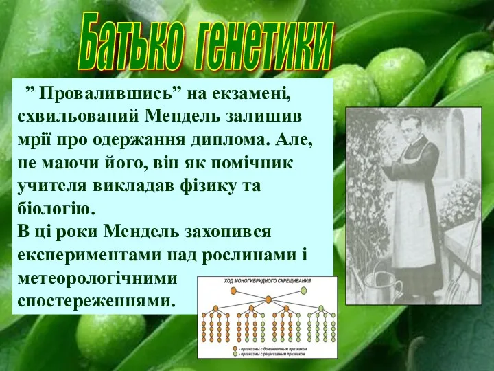 ” Провалившись” на екзамені, схвильований Мендель залишив мрії про одержання диплома. Але,