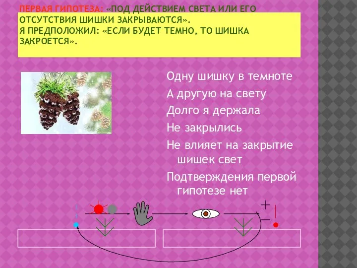 ПЕРВАЯ ГИПОТЕЗА: «ПОД ДЕЙСТВИЕМ СВЕТА ИЛИ ЕГО ОТСУТСТВИЯ ШИШКИ ЗАКРЫВАЮТСЯ». Я ПРЕДПОЛОЖИЛ: