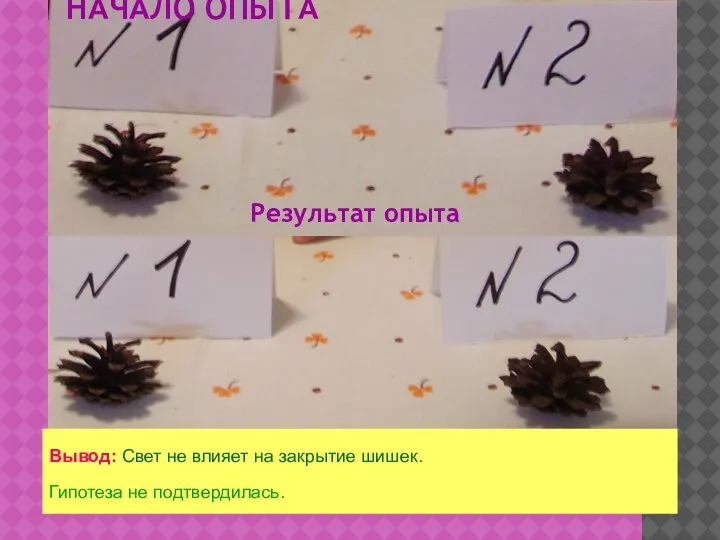 НАЧАЛО ОПЫТА Результат опыта Вывод: Свет не влияет на закрытие шишек. Гипотеза не подтвердилась.