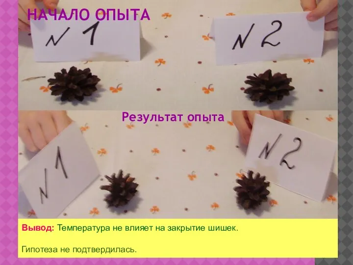 НАЧАЛО ОПЫТА Результат опыта Вывод: Температура не влияет на закрытие шишек. Гипотеза не подтвердилась.