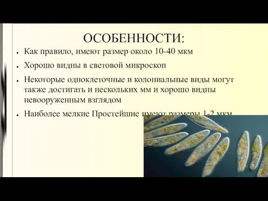 ОСОБЕННОСТИ: Как правило, имеют размер около 10-40 мкм Хорошо видны в световой