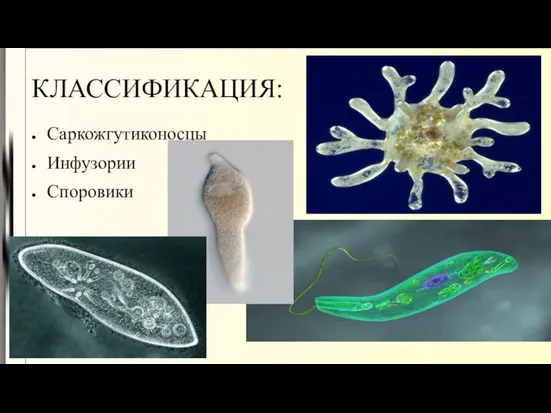 КЛАССИФИКАЦИЯ: Саркожгутиконосцы Инфузории Споровики